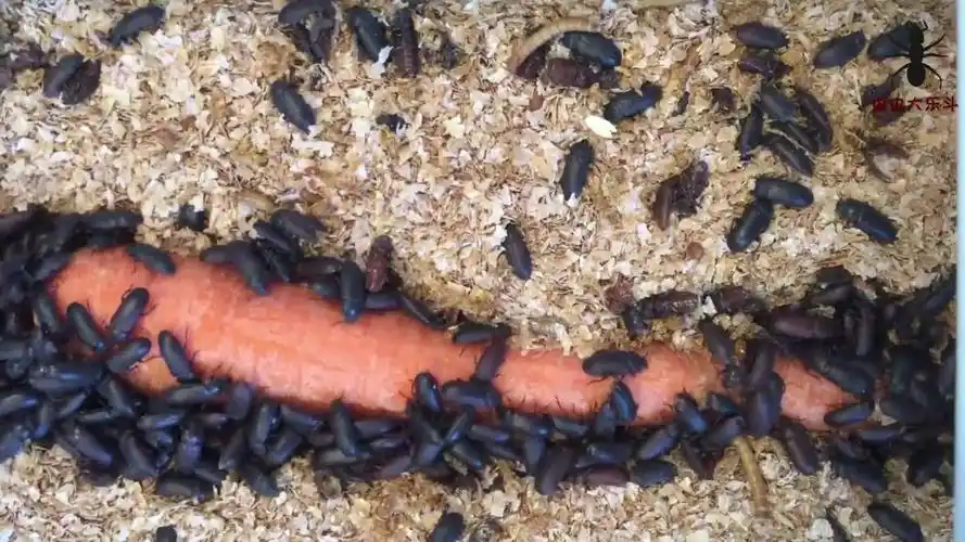 面包虫成虫战斗力真不行胡萝卜啃了半天才啃掉一层皮