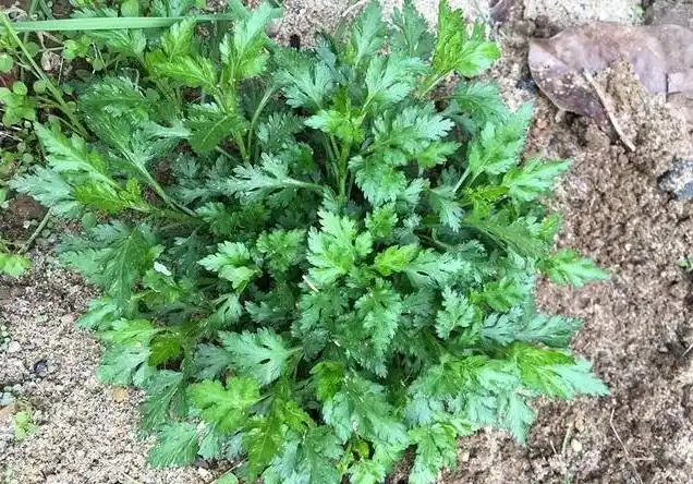 农村不起眼的菊花叶,以前当野草直接刨了,现在卖到城里供不应求