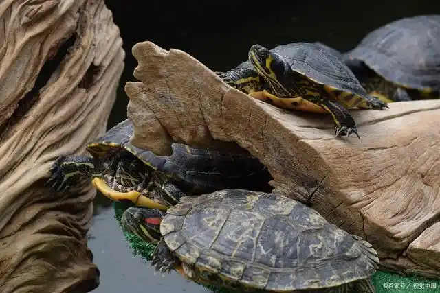 它们极易养护,是宠物主人们最佳的选择.