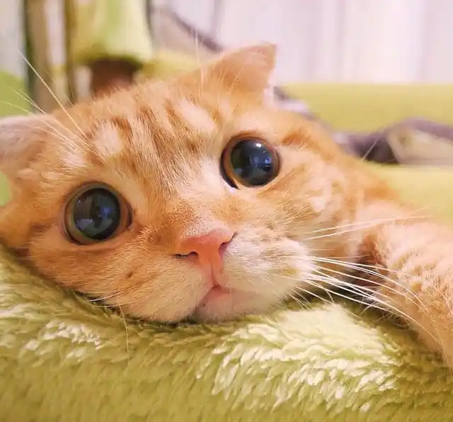 猫咪喜欢舔嘴唇除了卖萌撒娇和被美食诱惑外还有哪些小秘密呢