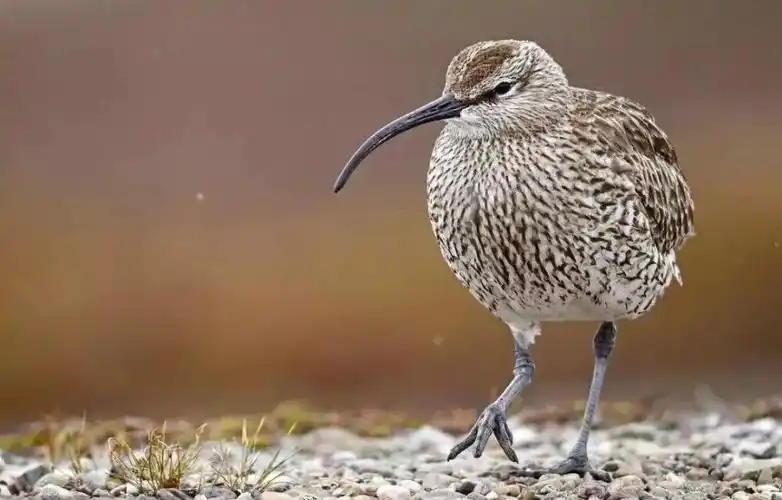 新西兰 的国宝——鹬鸵