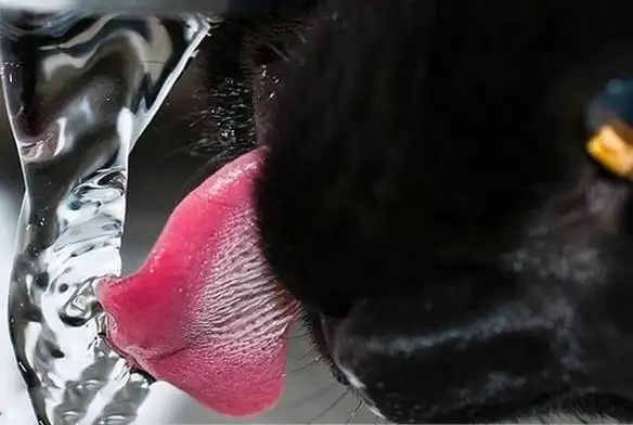 "终于知道为什么不能被熊添脸",原来它们的舌头"有刺"!