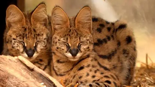 薮猫相关知识盘点,漫步在自然界的精灵,被称为"猫中贵族"