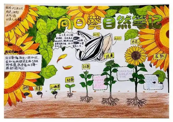 自然笔记大赛小学组获奖作品展示三