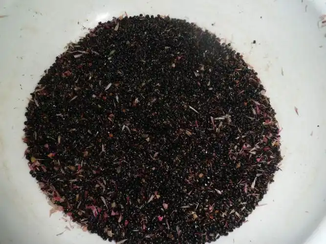 凤尾鸡冠花种子的价格报价