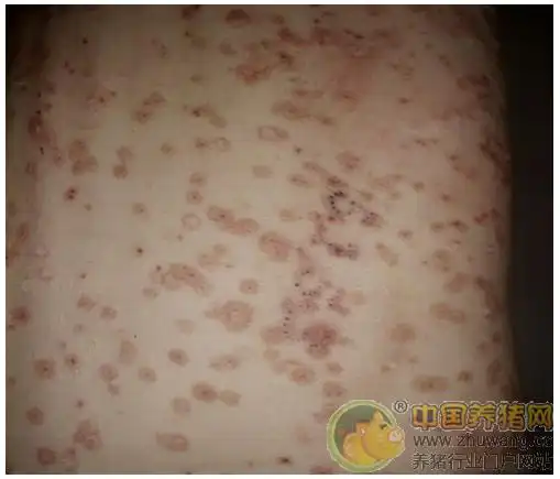 爱尔兰北部猪蚊虫咬伤概况