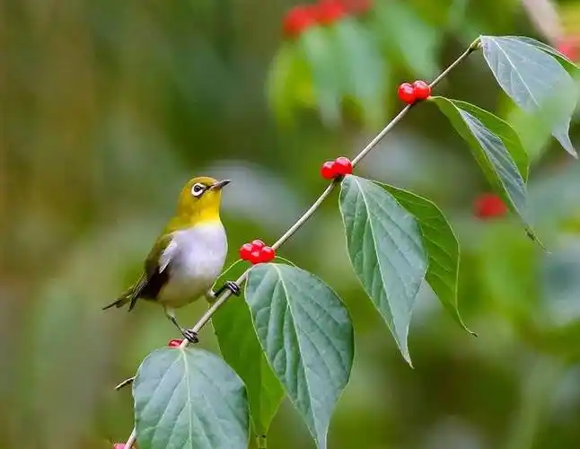 美丽漂亮好看叫声又好听的小鸟—绣眼鸟