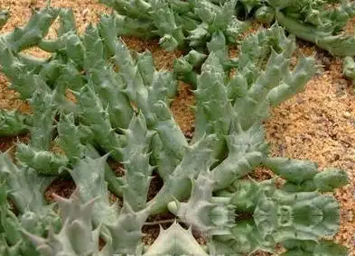 龙角的功效与作用_美健品健康网