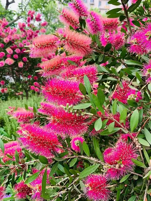 令人着迷的红千层