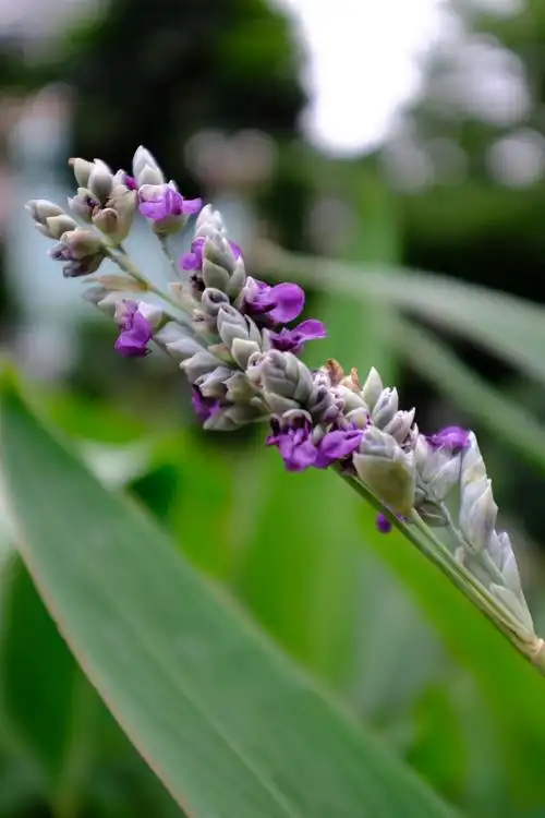 水心摄影|再力花