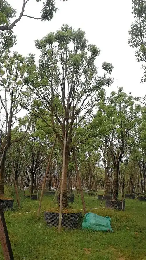 全冠香樟地径30公分规格齐全福建苗木基地直销