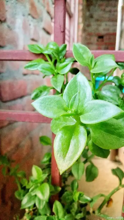 田七叶植物:药食两用的绿色宝藏