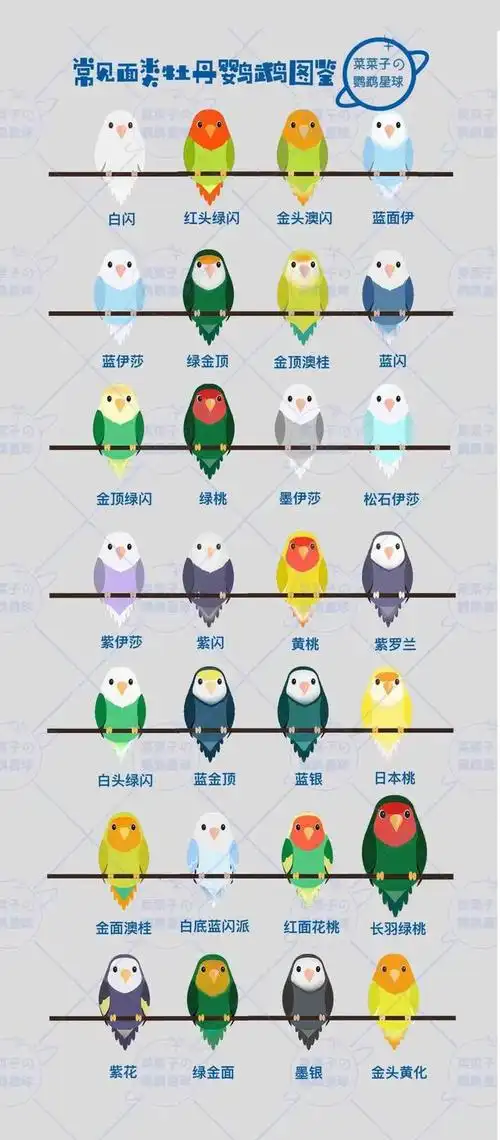 没想到吧,成都95后流行——养鸟|虎皮鹦鹉|鹩哥|鸽子|maya_网易订阅