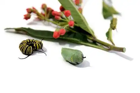 蝉蜕空壳吃树叶的毛虫蝶蛹的蝴蝶挂胡桃和一h一mmer,向一白色的surf一