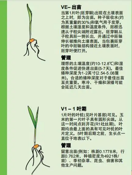玉米全生育期生长过程为农户种植管理提供参考帮助.