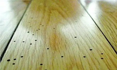 粉蠹虫对人体有危害吗