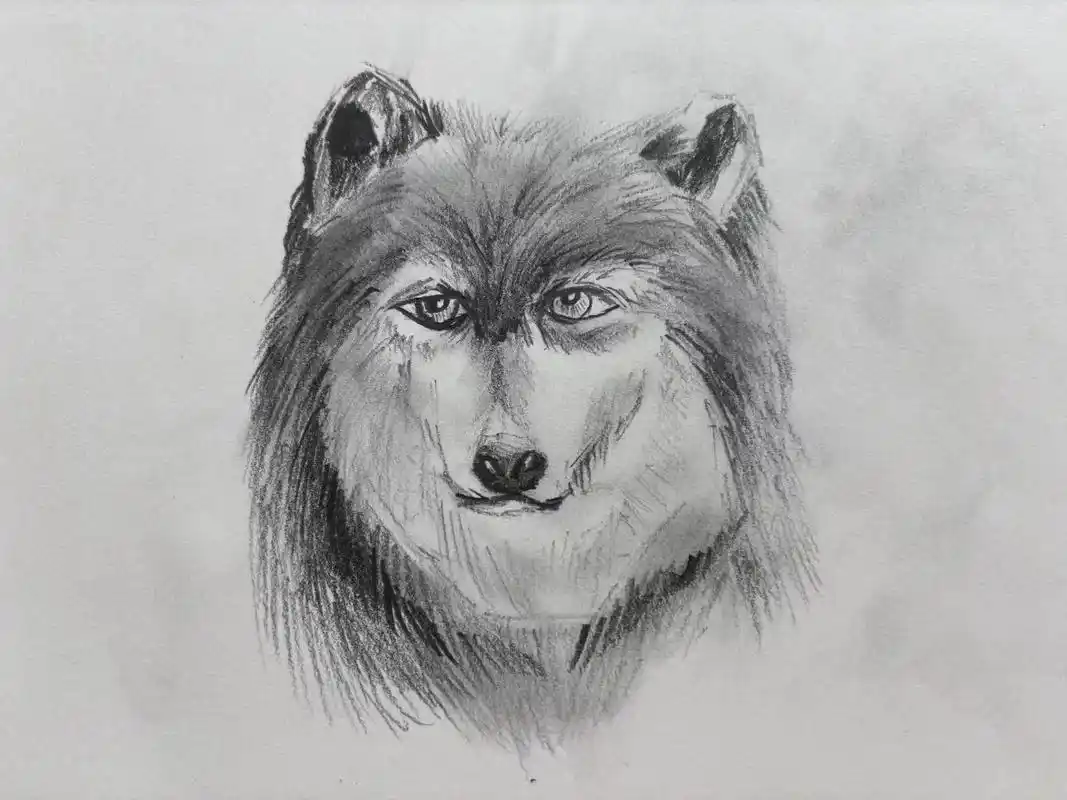 日常瞎画.#素描动物 今天来教大家画狼#素描 - 抖音