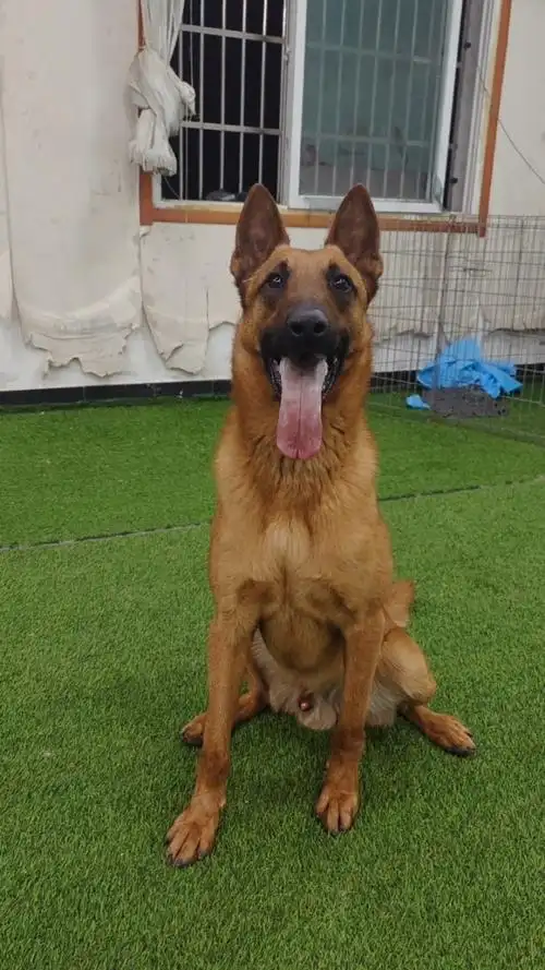 最引进马犬种公:精灵 需要配种私聊!