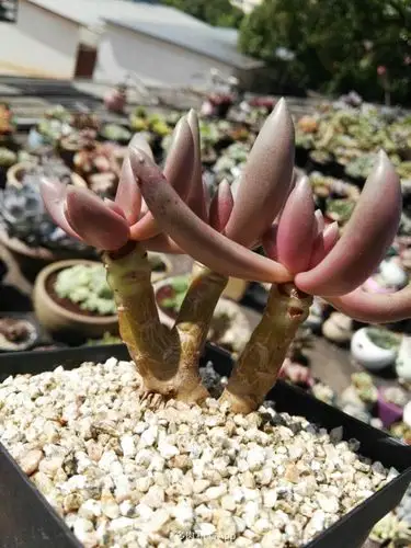 红手指大老桩,￥85