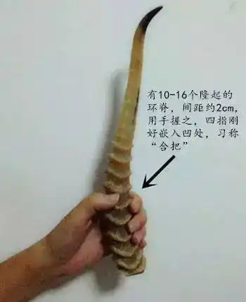 无骨塞部分的中心有一条隐约可辨的细孔道直通角尖,习称"通天眼"