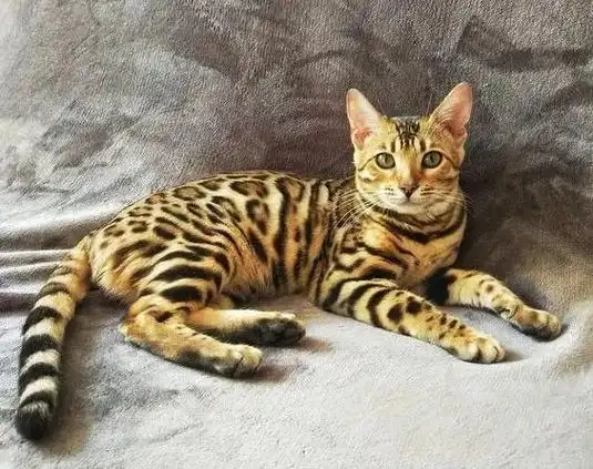 孟加拉猫 bengal