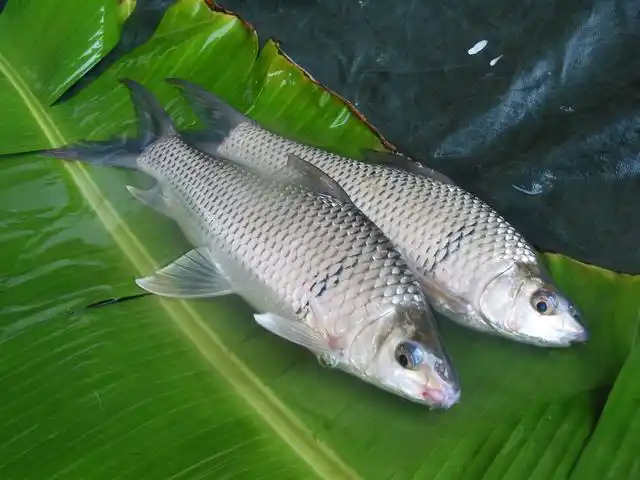 5—3倍,比鲤鱼的体形细长些;鲮鱼的额须十分粗