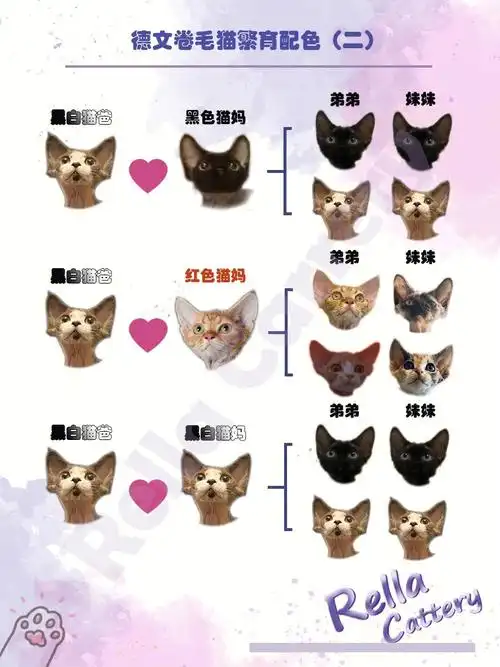 萌宠科普|德文卷毛猫繁育配色21566