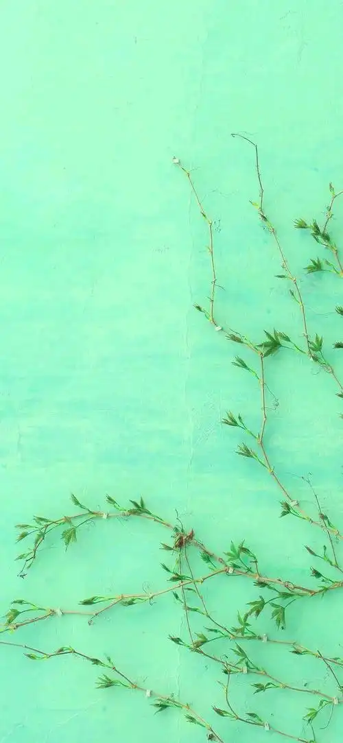 壁纸@绿色系壁纸,生生不息