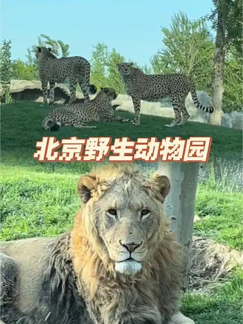 53北京野生动物园游览
