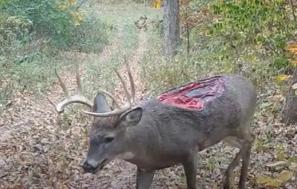 美国出现大量僵尸鹿现象病毒会不会传染给人类