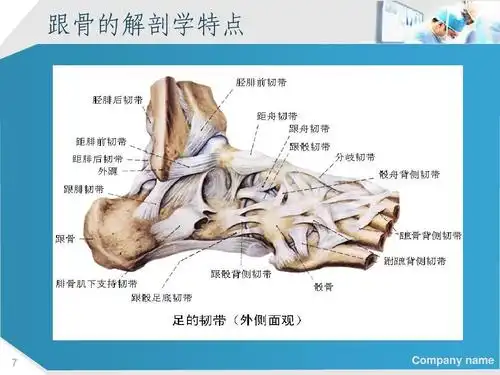 跟骨的解剖学特点   company name