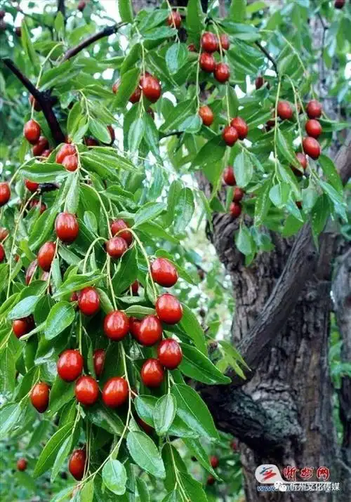 家乡那棵红枣树,伴着我曾住过的老屋.