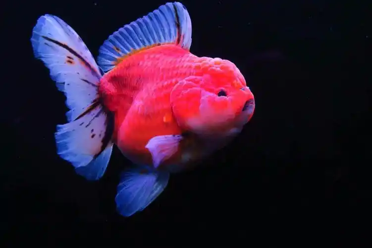 泰狮巨人冷水鱼金鱼狮子头国寿兰寿原装鱼