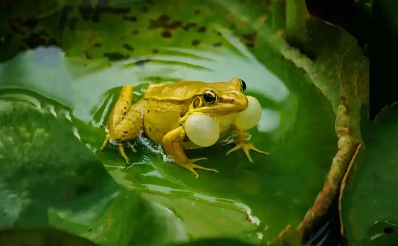 雄性黑斑蛙在高声鸣叫