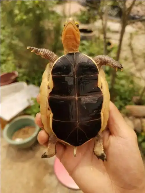 头条问答 - 台缘龟吃什么?(4个回答)