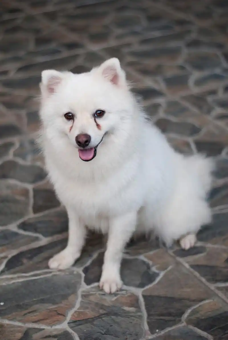 秋日生活创作季# 银狐犬是一种源自日本的犬种,以其敏锐,聪明和忠诚