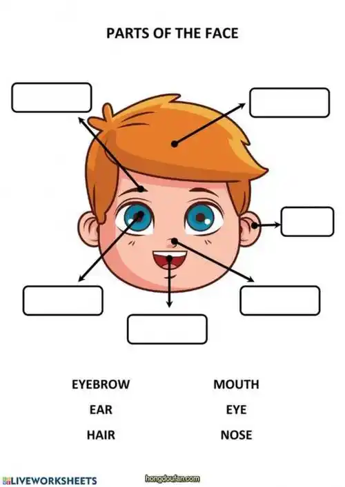 我的身体认识五官和身体18张英文趣味练习题打印
