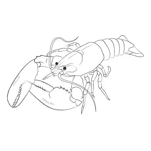 小龙虾矢量线稿素描插画插图