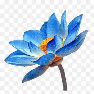 荷花蓝图片_荷花蓝设计图片素材大全-千库网