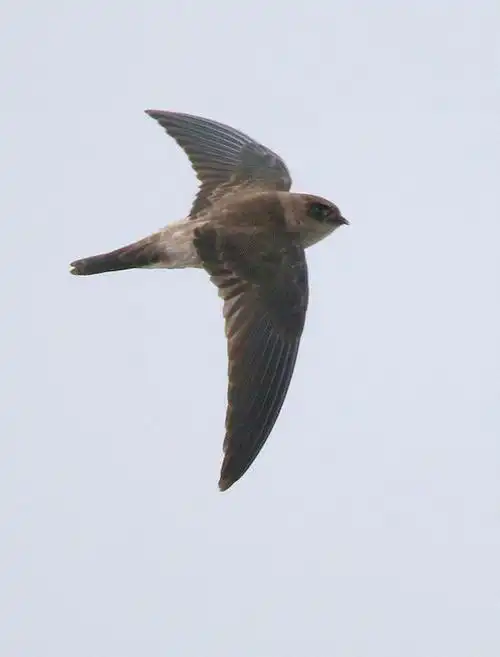 短嘴金丝燕(动物)短嘴金丝燕(学名:collocaliabrevi