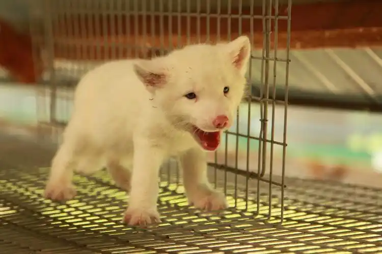 判断仔(幼)狐狸是否生长发育正常的主要依据是什么?