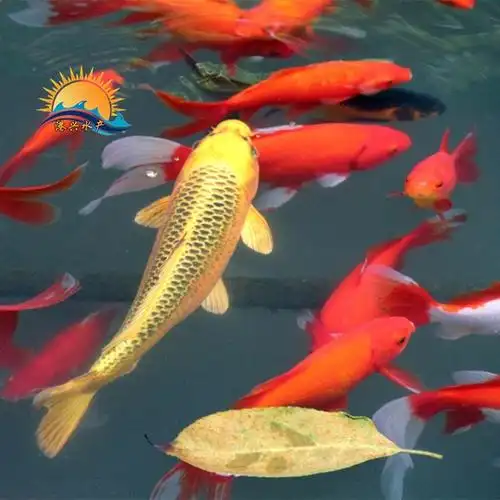 锦鲤图片_锦鲤大全/细节图 - 搜好货网海量高清精选图片