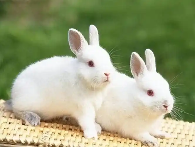 回顾许世友:节俭生活与待客之道的传奇将领