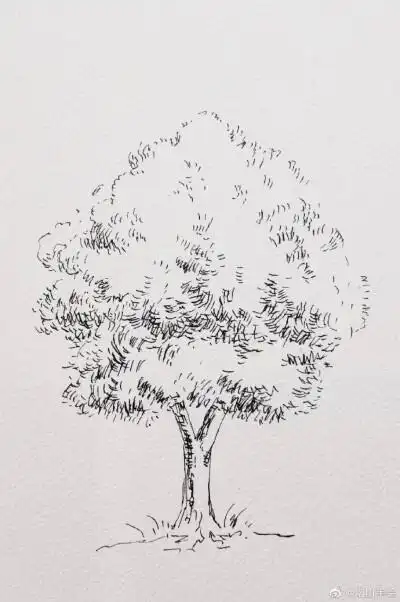 钢笔画大树速写