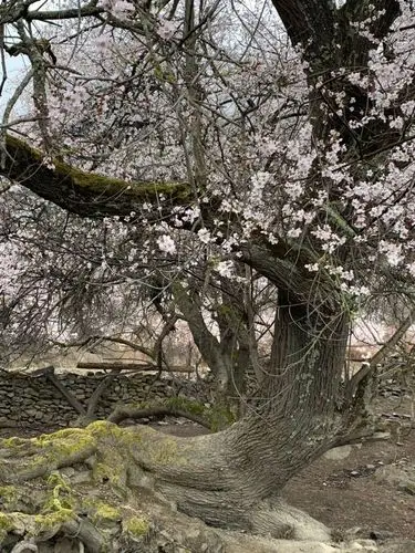 老桃树(同行者拍摄)