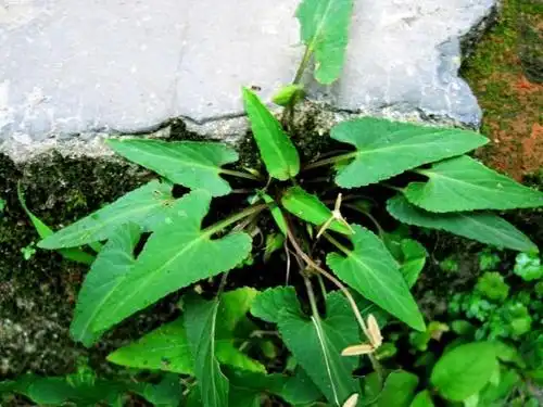 这种野草人称蛇头草不仅价值极高更是解毒的良药