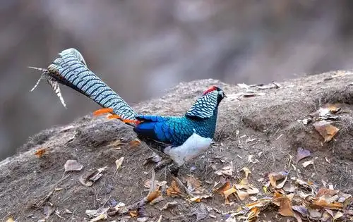 白腹锦鸡(平山)