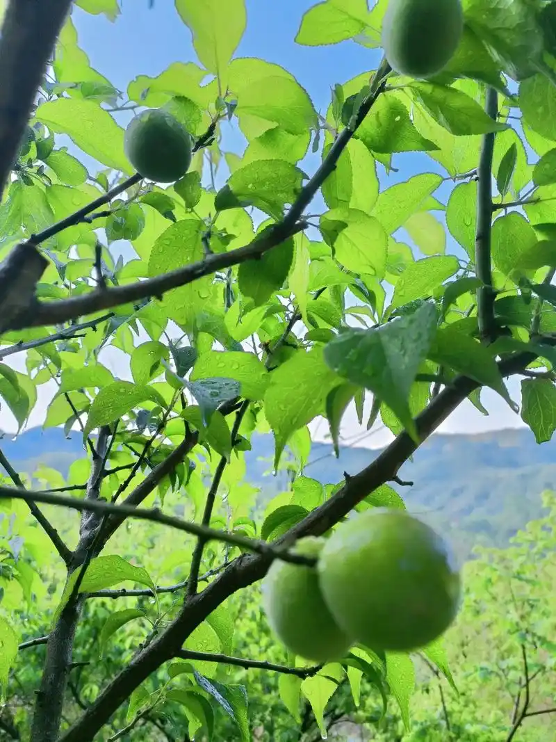 晚上好,#真实户外 早笋也快结束了,寥寥无几,雨后的植物好美 - 抖音