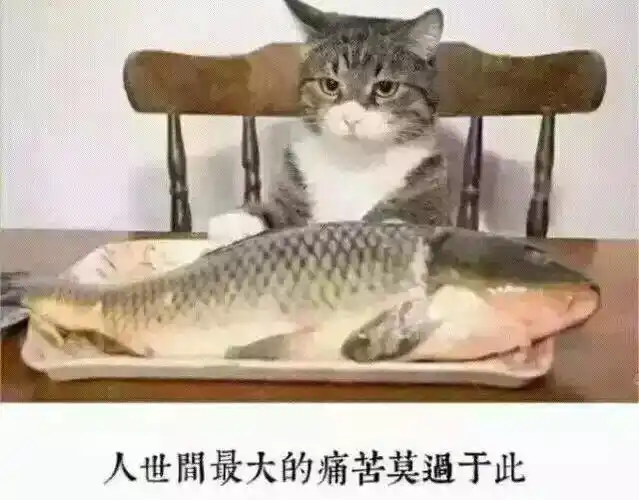 《抖音》心有鱼而力不足是什么意思_278wan游戏网