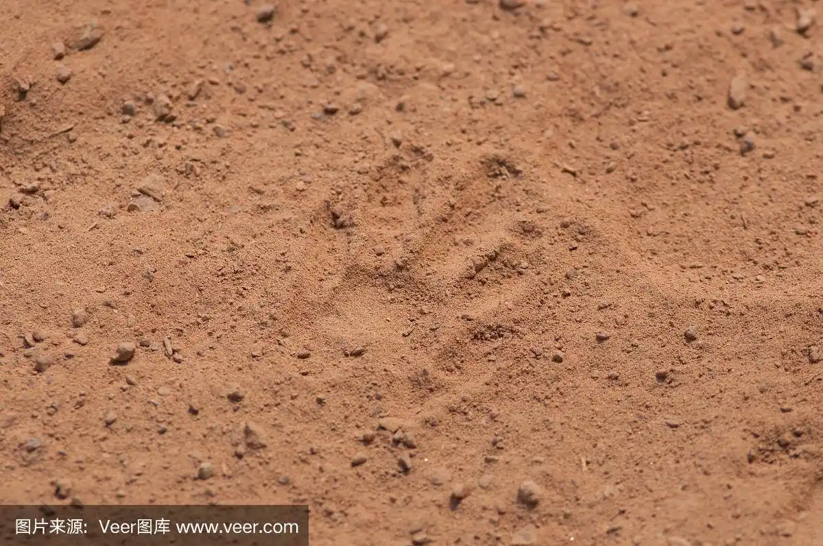 小猴子的脚印在地上